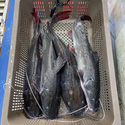 giá cá lăng đuôi đỏ