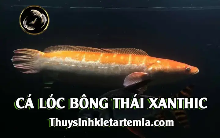 Giá Cá Lóc Bông Thái: Cập Nhật Chi Tiết và Hướng Dẫn Nuôi Toàn Diện
