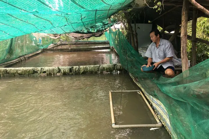 Mẹo để người nuôi cá lóc tối ưu giá bán