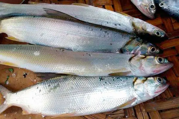 Giá Cá Măng Sông: Cập Nhật Mới Nhất và Yếu Tố Ảnh Hưởng