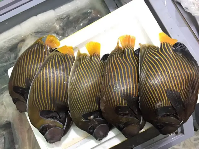 Giá Cá Nanh Heo Biển Bao Nhiêu 1kg? Cập Nhật Chi Tiết Nhất