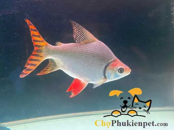 Giá Cá Phi Phụng: Yếu Tố Quyết Định & Kinh Nghiệm Mua