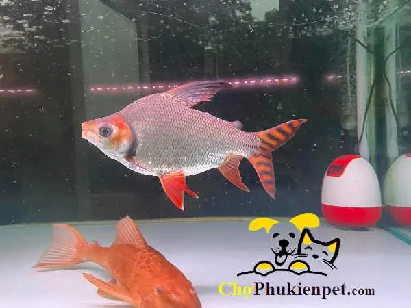 Giá Cá Phi Phụng: Yếu Tố Quyết Định & Kinh Nghiệm Mua