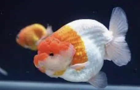 Giá cá Ranchu nhỏ: Cập nhật chi tiết và kinh nghiệm chọn mua