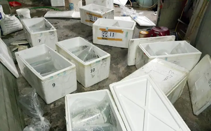Giá Cá Rồng Con Năm 2020: Tổng Quan Và Những Yếu Tố Ảnh Hưởng