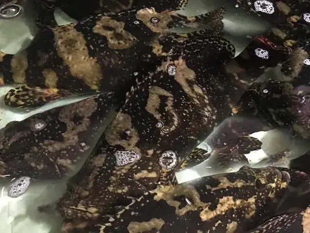 Cá mú cọp (song hổ)