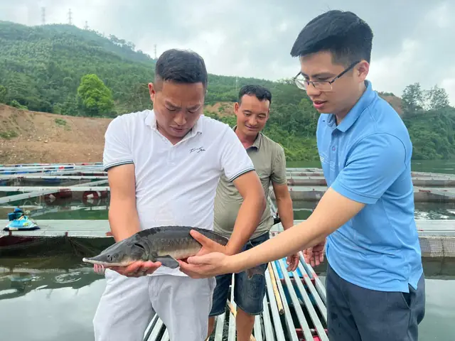 Giá Cá Tầm Giống Hiện Nay: Phân Tích Yếu Tố Ảnh Hưởng