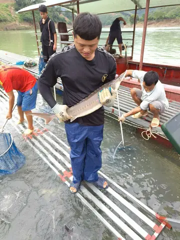 Giá Cá Tầm Giống Hiện Nay: Phân Tích Yếu Tố Ảnh Hưởng
