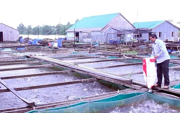 Giá Cá Thác Lác Cườm Giống Hiện Nay: Hướng Dẫn Toàn Diện Từ Chuyên Gia