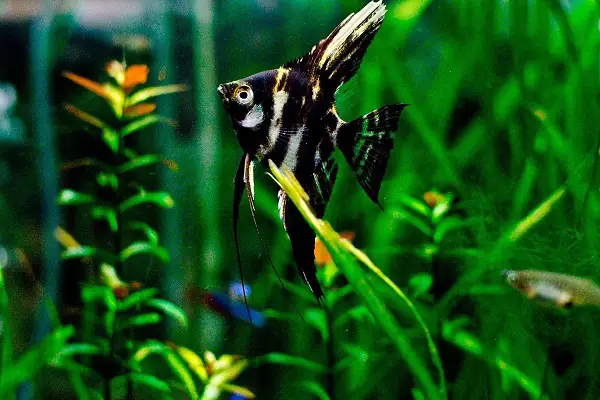 Các loại cá thần tiên hiện có tại Guppy City