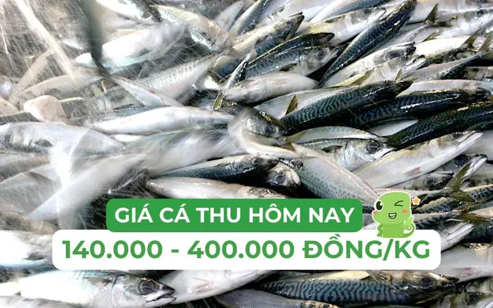 Giá Cá Thu Ngừ Bao Nhiêu? Phân Tích Chi Tiết & Hướng Dẫn Mua