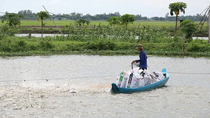 Giá cá tra hiện nay: Cập nhật chi tiết và phân tích thị trường