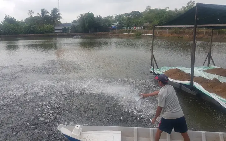 Giá cá tra hiện nay: Cập nhật chi tiết và phân tích thị trường