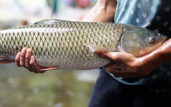 1Cá trắm là gì?