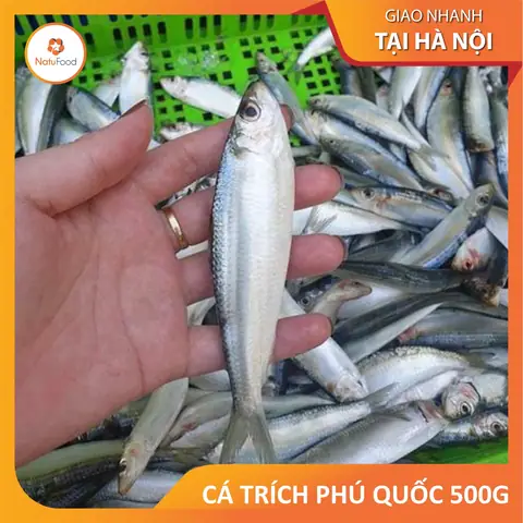 Giá Cá Trích Tươi Phú Quốc Hôm Nay: Cập Nhật & Yếu Tố Ảnh Hưởng