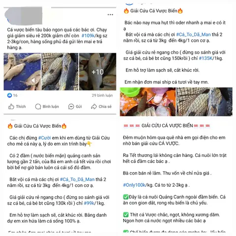 Tại sao phải 'Giải cứu cá vược biển' với giá siêu rẻ?- Ảnh 1.