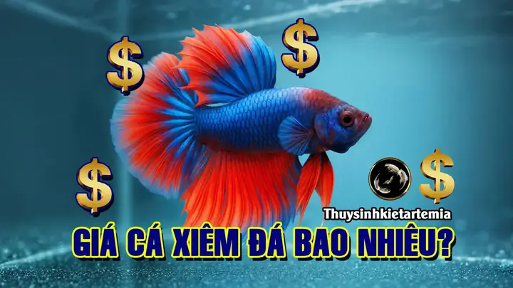 Giá cá xiêm đá bao nhiêu?