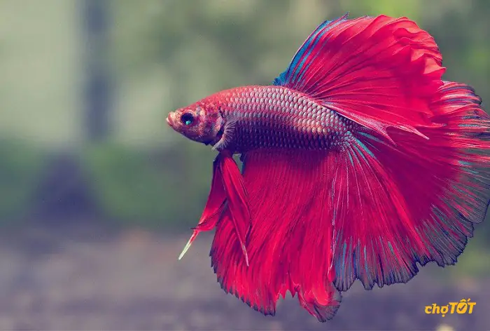 Giá Cá Betta Hiện Nay Bao Nhiêu? Phân Tích Chi Tiết Từng Loại