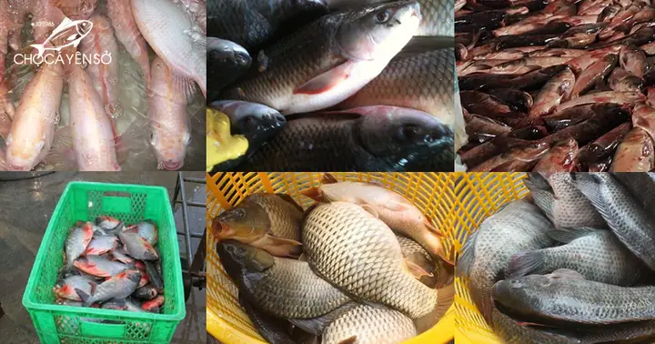 BẢNG GIÁ THỦY HẢI SẢN BÁN BUÔN CUNG CẤP TOÀN QUỐC