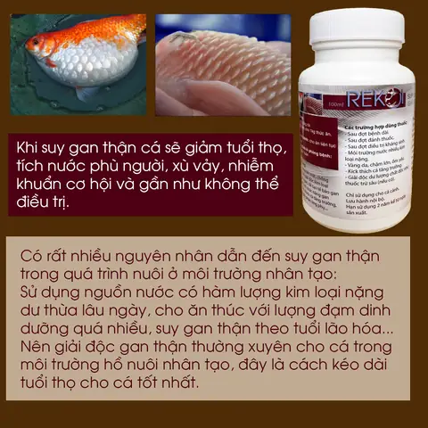 Hướng dẫn giải độc gan cho cá cảnh khỏe mạnh