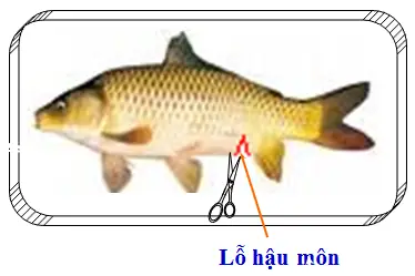 Hướng Dẫn Giải Phẫu Cá Lóc Chi Tiết Từ A Đến Z