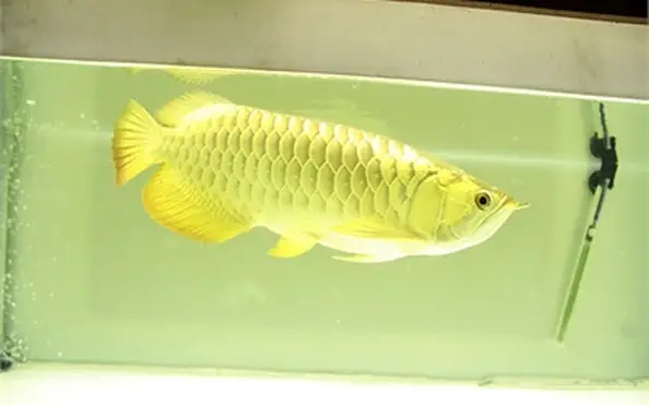 Giấy Khai Sinh Cá Rồng Là Gì? Ý Nghĩa & Cách Sở Hữu
