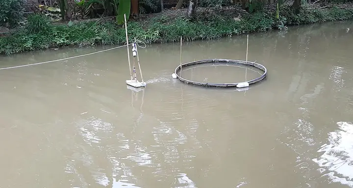 Giống Cá Mè Hôi: Cẩm Nang Chọn, Nuôi và Phát Triển Bền Vững