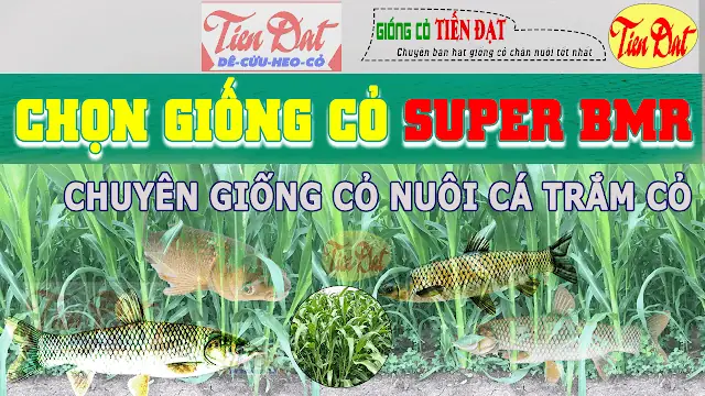 Các Giống Cỏ Nuôi Cá Trắm Cỏ Năng Suất Cao Phù Hợp Việt Nam