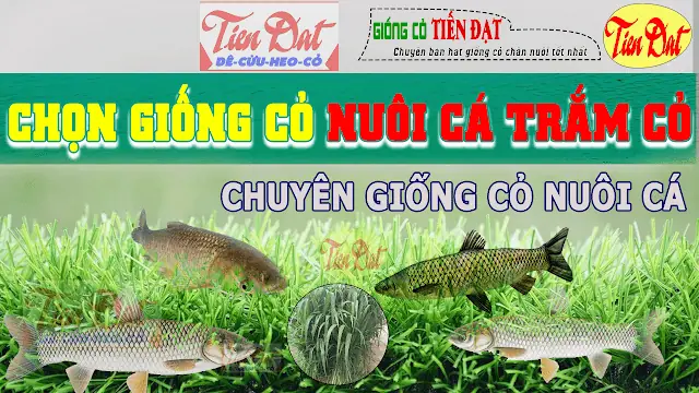 Các Giống Cỏ Nuôi Cá Trắm Cỏ Năng Suất Cao Phù Hợp Việt Nam