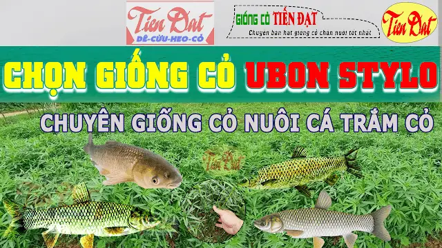 Các Giống Cỏ Nuôi Cá Trắm Cỏ Năng Suất Cao Phù Hợp Việt Nam