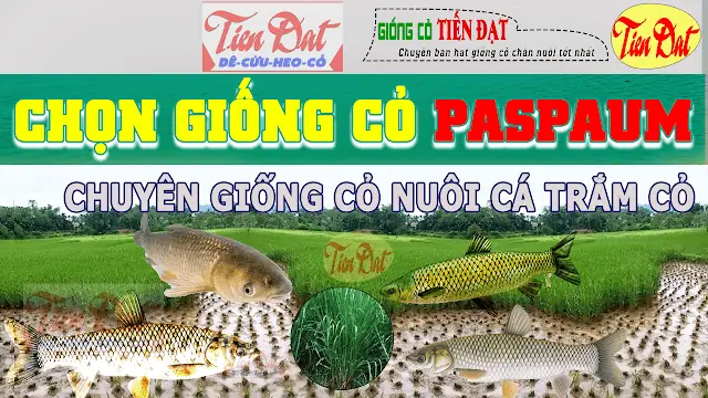 Các Giống Cỏ Nuôi Cá Trắm Cỏ Năng Suất Cao Phù Hợp Việt Nam