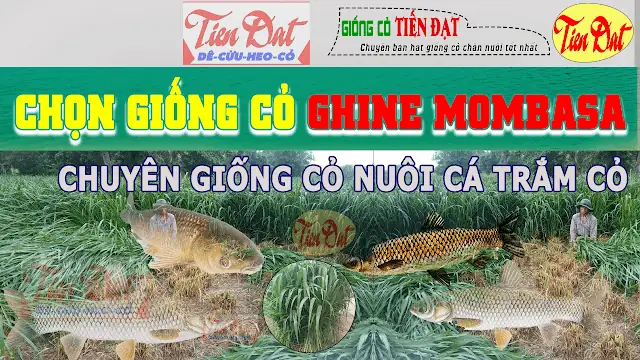 Các Giống Cỏ Nuôi Cá Trắm Cỏ Năng Suất Cao Phù Hợp Việt Nam