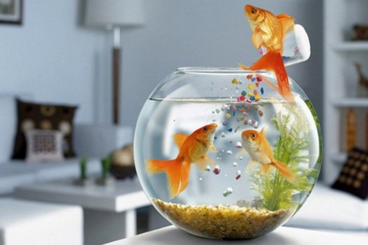 Góc làm việc trở nên sinh động hơn với bể cá cảnh mini để bàn hình tròn