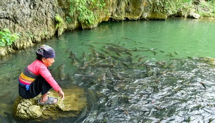 Kỳ bí hang cá thần ở Văn Nho