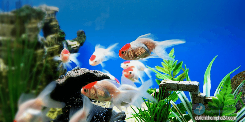 Hàng loạt bể cá cảnh nhỏ được trưng bày tại một cửa hàng