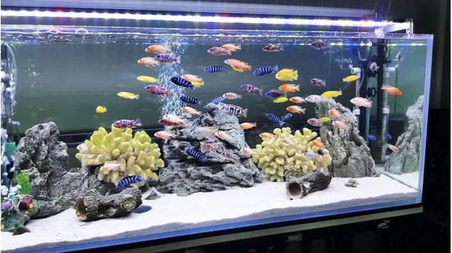 Hệ thống đèn thủy sinh hỗ trợ cây phát triển và duy trì chất lượng nước