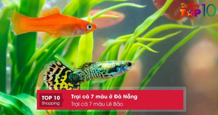 Hệ thống hồ nuôi cá bảy màu tại trại Lê Bảo Đà Nẵng