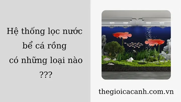 Cẩm Nang Toàn Diện Về Hệ Thống Lọc Bể Cá Rồng Hiệu Quả