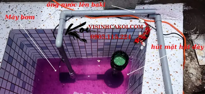 hệ thống lọc hồ cá koi