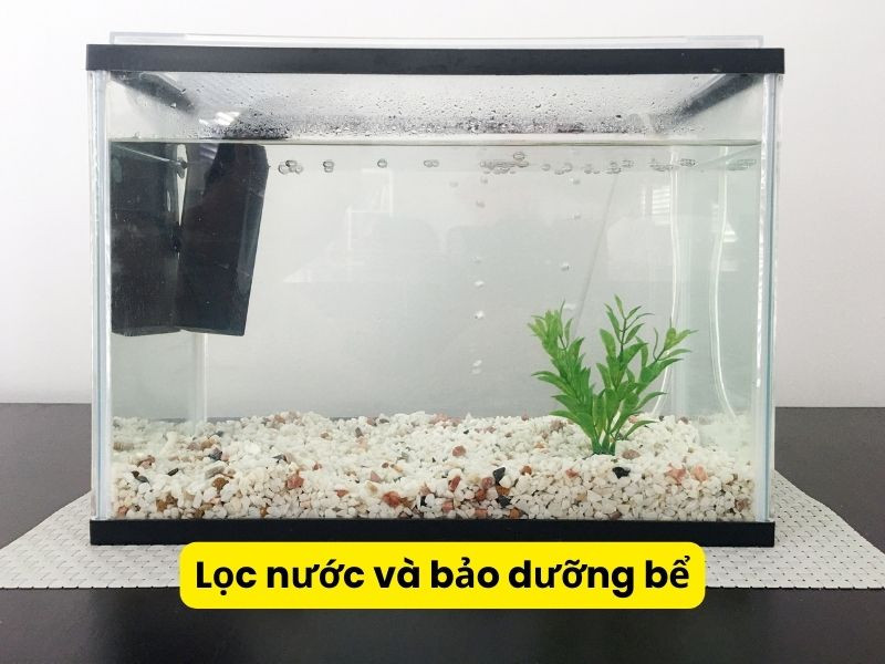 Hệ thống lọc nước hoạt động trong bể cá, biểu thị tầm quan trọng của việc duy trì chất lượng nước sạch cho cá ba đuôi và cá bảy màu