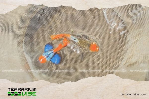 Hệ thống lọc nước và môi trường bể nuôi cá Dumbo Koi