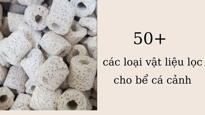 Hệ Thống Lọc Vách Hồ Cá: Nguyên Lý, Cấu Tạo và Bảo Dưỡng Hiệu Quả