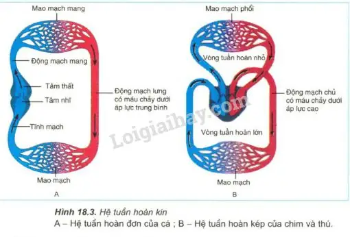 Khám phá hệ tuần hoàn của cá: Đường đi của máu và lý do hệ đơn