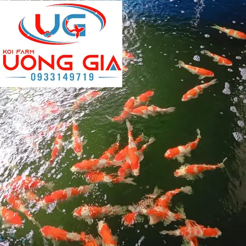 Cá Ngoi Lên Mặt Nước: Nguyên Nhân, Dấu Hiệu và Cách Xử Lý