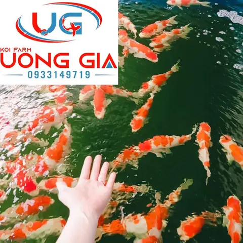 Cá Ngoi Lên Mặt Nước: Nguyên Nhân, Dấu Hiệu và Cách Xử Lý