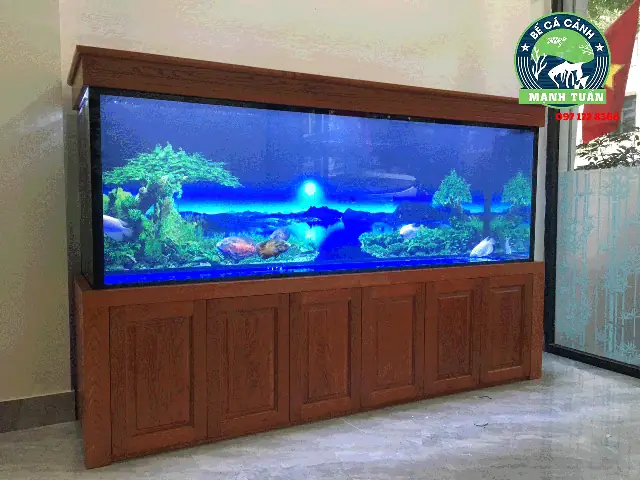 Hình ảnh bể cá rồng đẹp được ưa chuộng nhất năm 2023