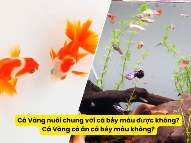 Hình ảnh cá ba đuôi và cá bảy màu bơi lội trong bể, minh họa khả năng sống chung nhưng cần cân nhắc