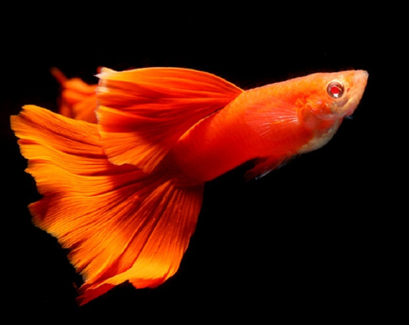 Hình ảnh cá bảy màu red albino cái đang bơi, chuẩn bị cho quá trình sinh sản