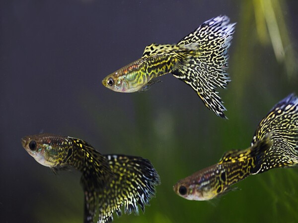 Hình ảnh cá bảy màu Snakeskin với màu và họa tiết như một chú rắn nhỏ, một dòng cá bảy màu độc đáo