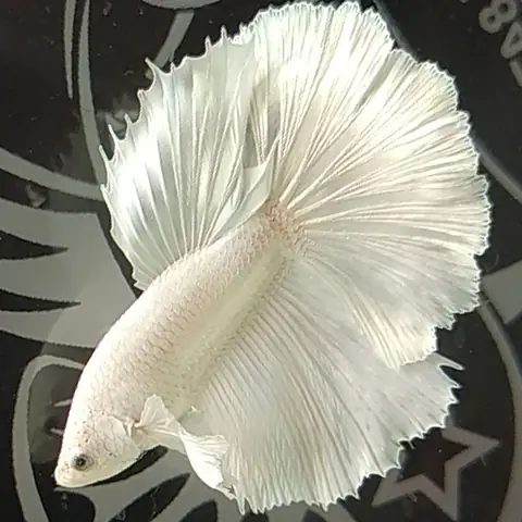 5. Cá betta White